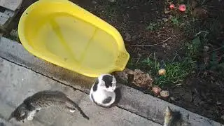 КОШКАМАТЬ РОДИЛА | животные дела