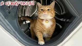 ПРИКОЛЫ С КОТАМИ! Смешные животные С ОЗВУЧКОЙ! Смешные коты - ДО СЛЁЗ!