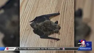 Ogden family's pets quarantined due to bring rabid bat into home