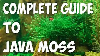 The Complete Guide to Growing Java Moss