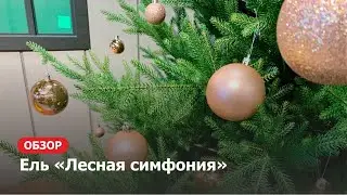 Ель Лесная симфония