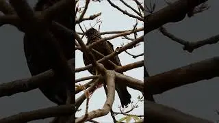 Black Kite - Black Kite Relaxing - Black Kite Video - Black Kite Short - Black Kite Bird