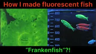 How I made fluorescent fish (a Christian response to genetic engineering)