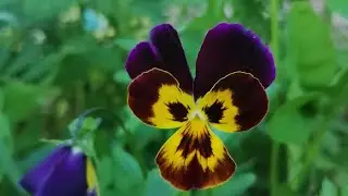 Пусть распускаются цветы в саду весеннем у реки 🌼🌹🌸