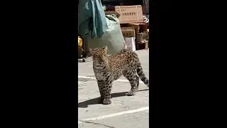 Leopard stuns crowd as it roams busy neighbourhood