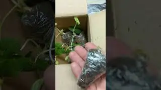 Какая рассада  земляники приходит с валберис #рассадаземляники