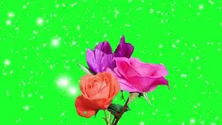 pink & orange rose flowers | green screen videos | screen magic | #pink & #orange #rose #flowers