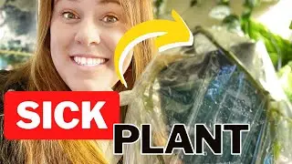 Unbelievable Trick To Bring Back Any Dying Plant!