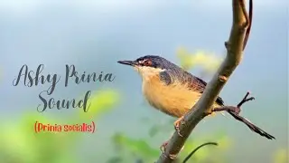 Ashy Prinia Sound - Ashy wren-warbler Sound - (Prinia socialis)