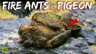 I Fed a Pigeon To My Fire Ant Colony