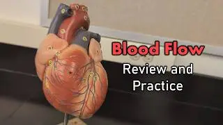 Blood Flow Review and Practice