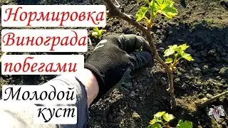 Нормировка винограда зелёными побегами. Молодой куст