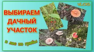 🍒 VLOG: Смотрим и выбираем дачный участок/ Заглянули в лес по грибы 🍄