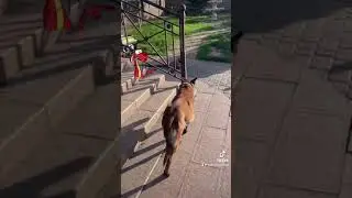 Малинуа -Арма ,Понеслась ! Драконы в доме
