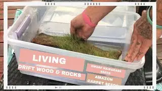 Living Driftwood | Dwarf Hairgrass Seeds | Amazon Carpet Seeds