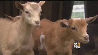 Baby Goat 'Intentionally Led Away Into The Woods' And Killed, Police Say