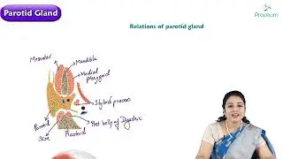 Parotid region : Head and neck Anatomy : MBBS Lecture