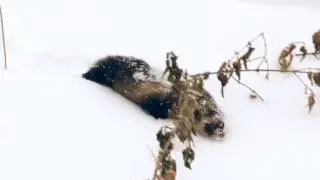 Бесстрашные хорьки Фельдман Экопарк