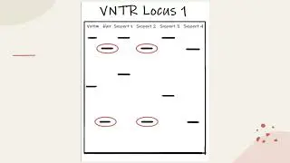 VNTR Analysis