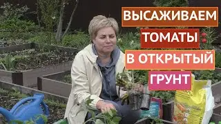 САЖАЕМ ТОМАТЫ В ОТКРЫТЫЙ ГРУНТ! СЕЗОН 2021!