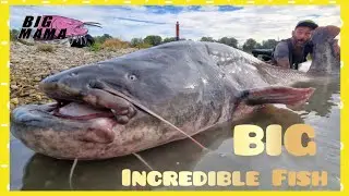 Fisherman fishing big 230 lb fish in the centre of an ancient town by Catfish World