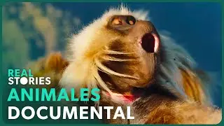 La Impresionante Vida Salvaje De Las Tierras Altas Etíopes | Real Stories En Español 🌎
