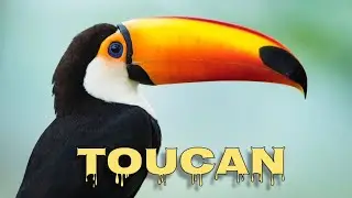 Toco toucan sounds