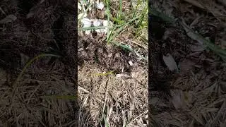 Bobcat Scat?