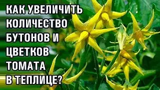 КАК УВЕЛИЧИТЬ КОЛИЧЕСТВО БУТОНОВ И ЦВЕТОВ ТОМАТА? (26-12-2018)