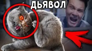 КОШКА ДЕРЖИТ В СТРАХЕ ВЕСЬ ДОМ 24 ЧАСА ЧТОБЫ ВЫЖИТЬ АЛЕКС АМОРАЛ