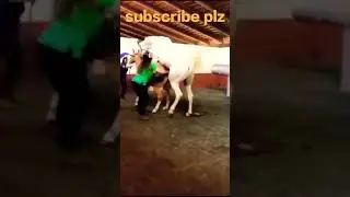 Horse Mating Donkey - Donkeys Breeding - Animals Mating Compilation 2024 