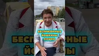 В каком городе живут беспризорные йошкины кошки?