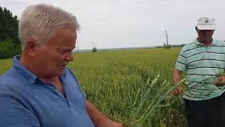Озимая пшеница Марафон в ООО Элита у Валеева Р.С.