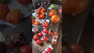 Какие томаты войдут в мой каталог 2024?