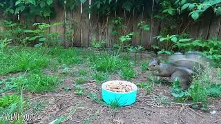 Cute Squirrel is Afraid of Camera