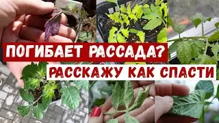 ПОГИБАЕТ РАССАДА? НЕ ПАНИКУЙ, подскажу как спасти