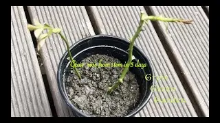 How To Grow Rose 🌹 From Cuttings in 5 days in soil