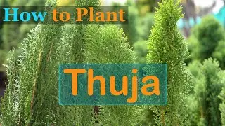 How to Plant Thuja