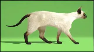 white cat walking || Green screen video || 4K  footage cat walking green screen effect ||HD FHD 4K