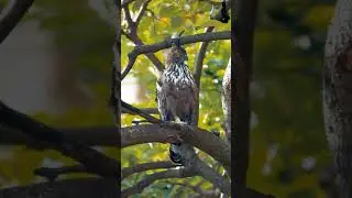 Crested Hawk Eagle Portrait Video