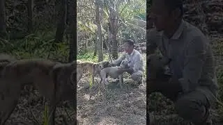 Enjoy and get a new breed of dog