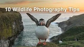 10 Wildlife Photography Tips You Can’t Miss | Nature Photography Tips