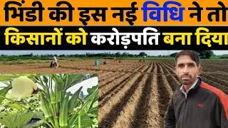 भिण्डी की खेती कैसे करें | bhindi ki kheti | ageti bhindi ki kheti | okra farming | Radhika bhindi