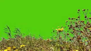 Flower grass green screen 4k video free download