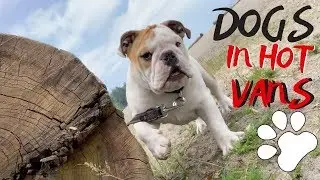 Tips For Living In A Van With A Dog | VAN LIFE