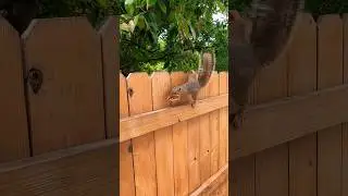 Fence-Feeding A Fox Squirrel