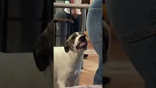 Dog Has HILARIOUS Way of Smiling!