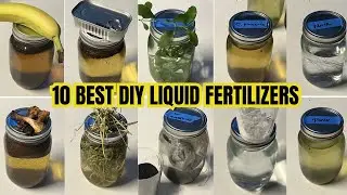 Top 10 Homemade Liquid Fertilizers || DIY Plant Food That Will Transform Your Garden