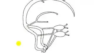 dural venous sinuses DR SAMEH GHAZY