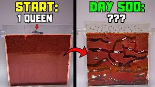 Raising An Ant Colony For 500 Days